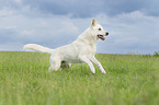 running Berger Blanc Suisse