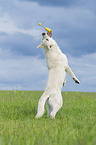 jumping Berger Blanc Suisse
