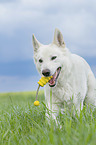 walking Berger Blanc Suisse