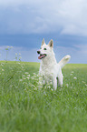 standing Berger Blanc Suisse