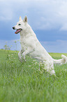running Berger Blanc Suisse