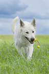 walking Berger Blanc Suisse
