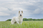 walking Berger Blanc Suisse