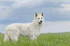 standing Berger Blanc Suisse