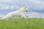 running Berger Blanc Suisse