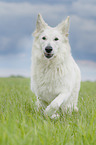 running Berger Blanc Suisse