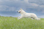 running Berger Blanc Suisse