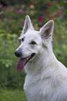 Berger Blanc Suisse Portrait
