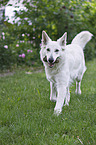 playing Berger Blanc Suisse