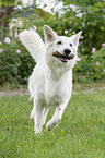 playing Berger Blanc Suisse