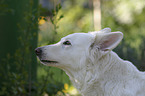 Berger Blanc Suisse Portrait