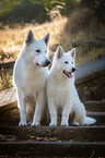 2 Berger Blanc Suisse