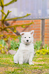Berger Blanc Suisse Puppy