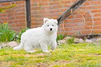 Berger Blanc Suisse Puppy