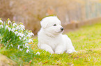 Berger Blanc Suisse Puppy