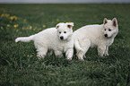 White shepherd puppies