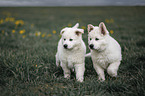 White shepherd puppies