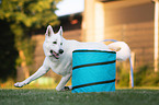 Berger Blanc Suisse at agility