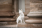 Berger Blanc Suisse