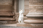 Berger Blanc Suisse