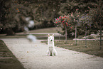 Berger Blanc Suisse