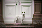 Berger Blanc Suisse