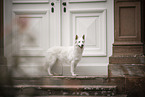Berger Blanc Suisse