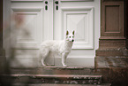 Berger Blanc Suisse