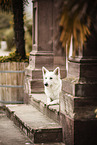 lying Berger Blanc Suisse