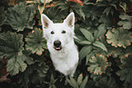 Berger Blanc Suisse