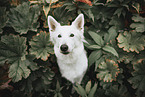 Berger Blanc Suisse
