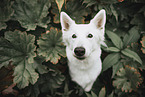 Berger Blanc Suisse