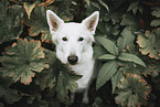 Berger Blanc Suisse