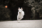 Berger Blanc Suisse