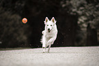 Berger Blanc Suisse