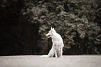 sitting Berger Blanc Suisse