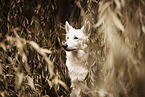 Berger Blanc Suisse