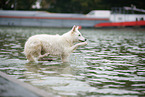 Berger Blanc Suisse at the lake