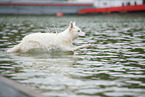 Berger Blanc Suisse at the lake
