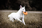 female Berger Blanc Suisse