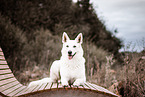 female Berger Blanc Suisse