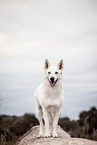 female Berger Blanc Suisse