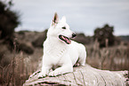 female Berger Blanc Suisse