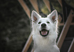 female Berger Blanc Suisse