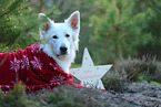 Berger Blanc Suisse with christmas decoration