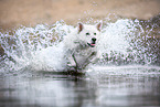 Berger Blanc Suisse