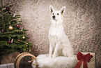 sitting Berger Blanc Suisse