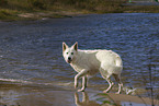 adult Berger Blanc Suisse