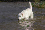 adult Berger Blanc Suisse