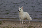 adult Berger Blanc Suisse